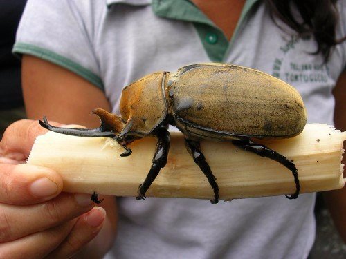 Породы жуков в Хадыженске | ЗооТом портал о животных