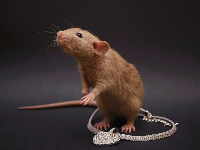Породы крыс | ЗооТом - продажа, вязка и услуги для животных в Хадыженске