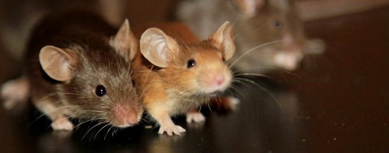 Все о мышах в Хадыженске | ЗооТом - продажа, вязка и услуги для животных в Хадыженске