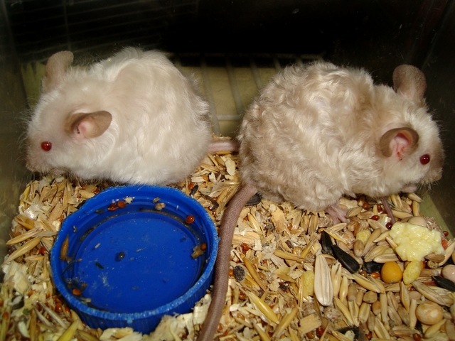 Породы мышей | ЗооТом - продажа, вязка и услуги для животных в Хадыженске