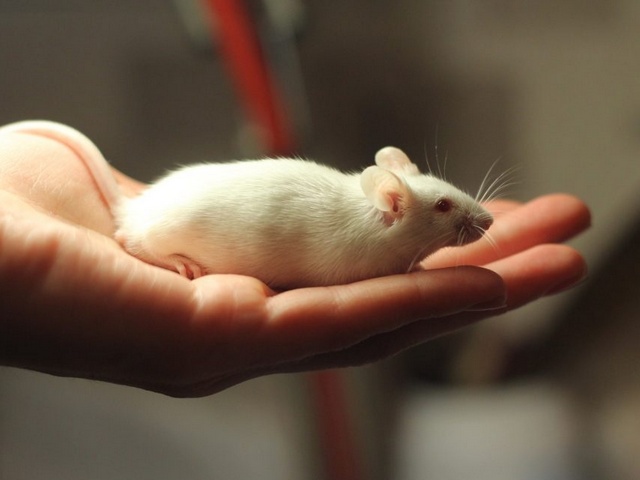 Содержание мышей и уход за ними в Хадыженске | ЗооТом - продажа, вязка и услуги для животных в Хадыженске