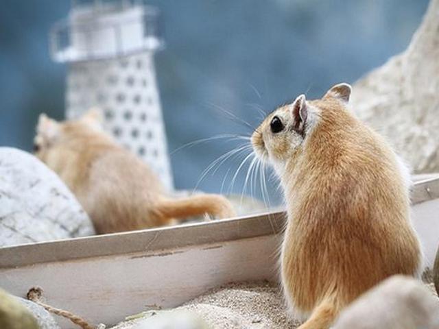 Содержание мышей и уход за ними в Хадыженске | ЗооТом - продажа, вязка и услуги для животных в Хадыженске