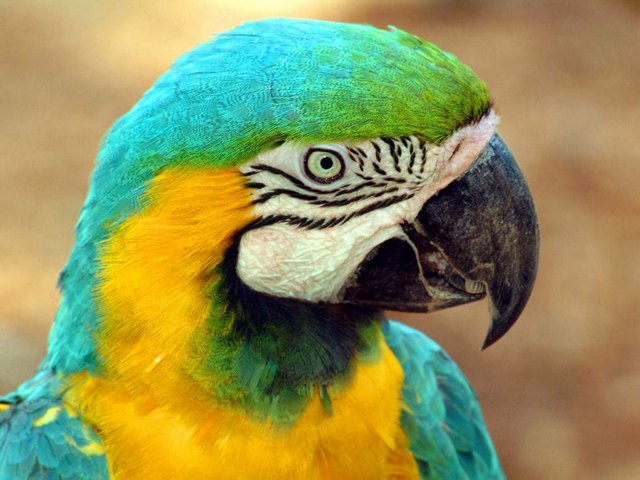 Все о попугаях в Хадыженске | ЗооТом портал о животных