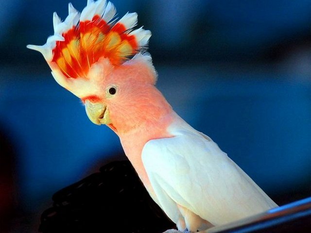 Породы попугаев | ЗооТом - продажа, вязка и услуги для животных в Хадыженске