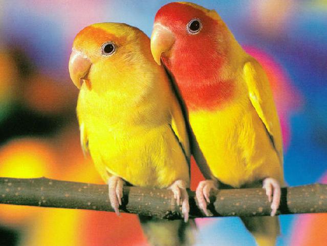 Породы попугаев | ЗооТом - продажа, вязка и услуги для животных в Хадыженске