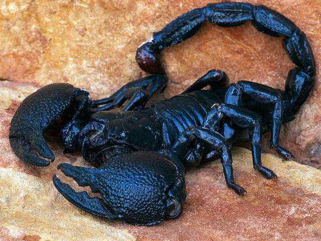 Все о скорпионах в Хадыженске | ЗооТом портал о животных