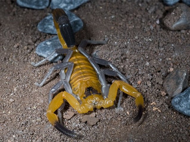 Содержание скорпионов и уход за ними в Хадыженске | ЗооТом портал о животных