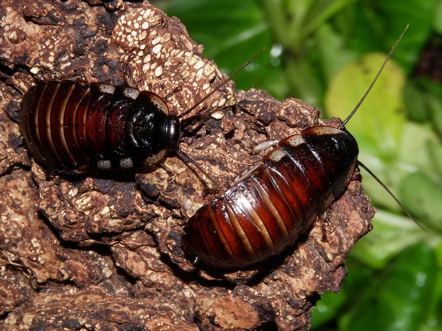 Породы тараканов в Хадыженске | ЗооТом портал о животных
