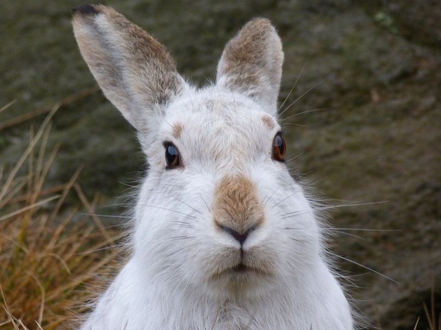 Содержание зайцев и уход за ними | ЗооТом - продажа, вязка и услуги для животных в Хадыженске