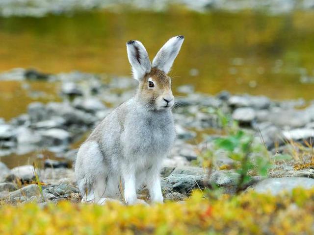 Содержание зайцев и уход за ними | ЗооТом - продажа, вязка и услуги для животных в Хадыженске