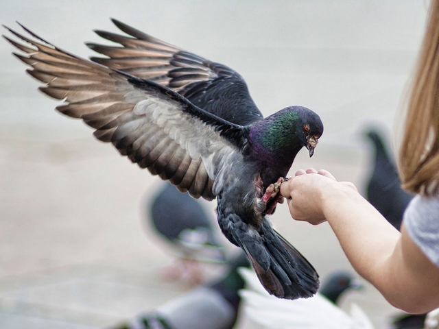 Все о голубях | ЗооТом - продажа, вязка и услуги для животных в Хадыженске