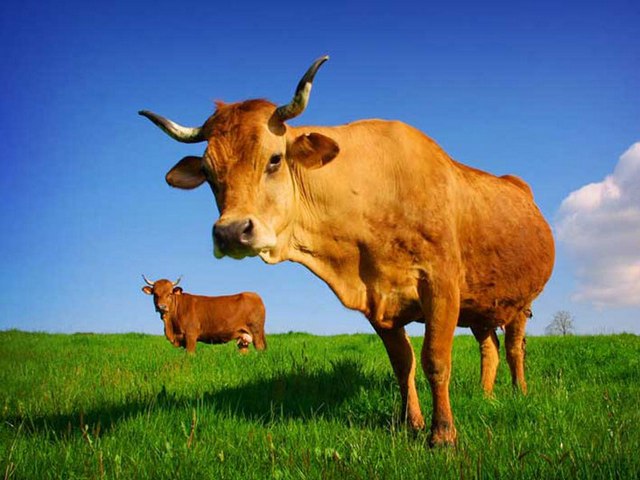 Все о коровах в Хадыженске | ЗооТом портал о животных