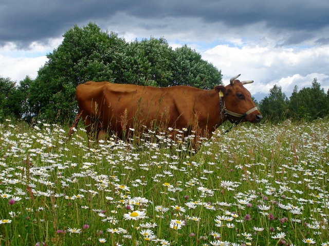 Все о коровах в Хадыженске | ЗооТом портал о животных
