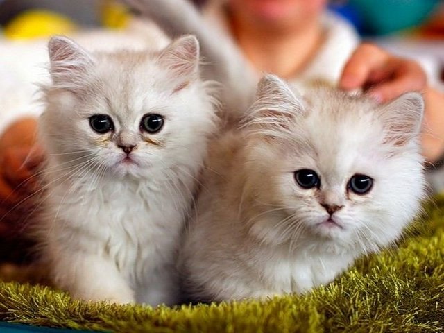 Породы кошек в Хадыженске | ЗооТом портал о животных