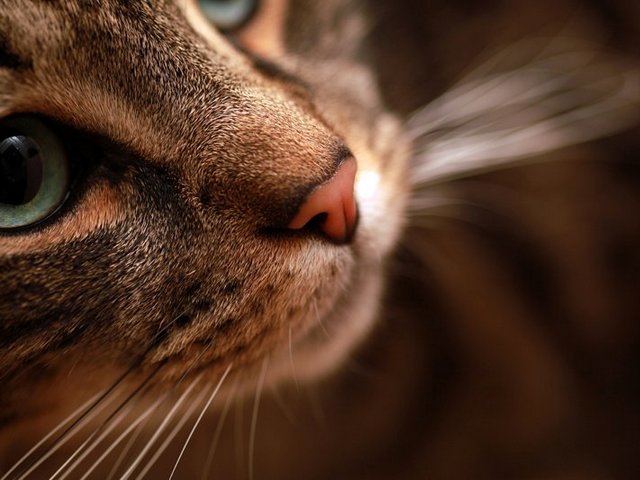 Статьи о кошках в Хадыженске | ЗооТом портал о животных