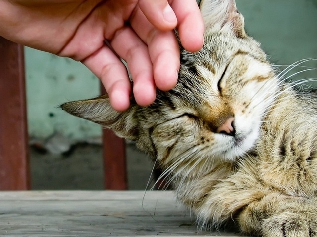 Интересные статьи о кошках в Хадыженске | ЗооТом портал о животных