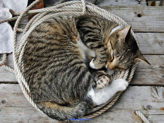 Все о кошках в Хадыженске | ЗооТом портал о животных