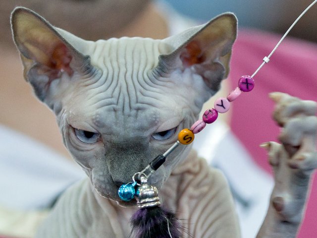 Выставки кошек в Хадыженске | ЗооТом портал о животных