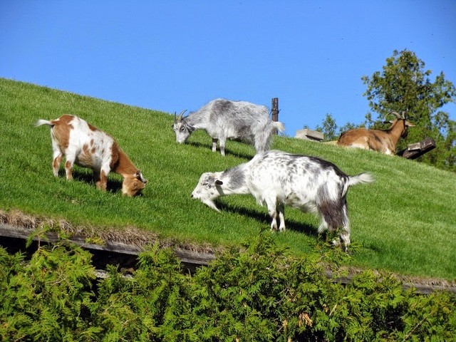 Все о козах в Хадыженске | ЗооТом портал о животных