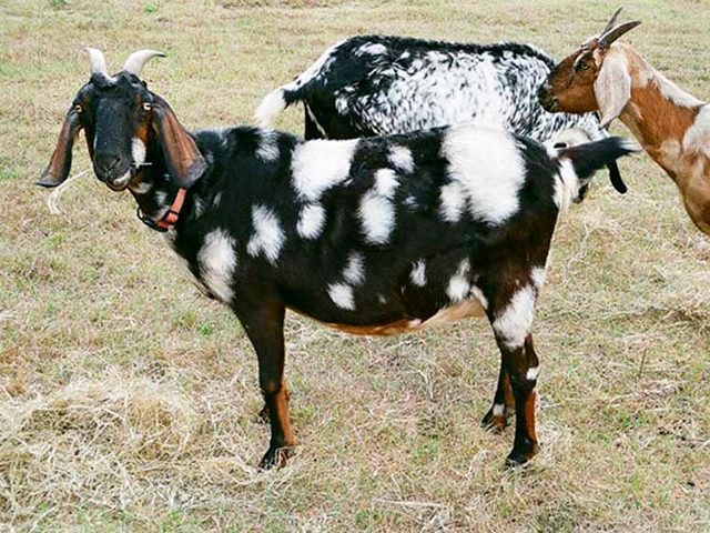 Породы коз в Хадыженске | ЗооТом портал о животных
