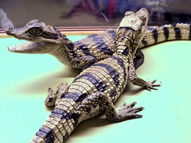 Все о крокодилах в Хадыженске | ЗооТом портал о животных