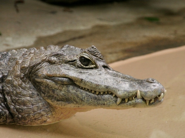 Все о крокодилах в Хадыженске | ЗооТом портал о животных