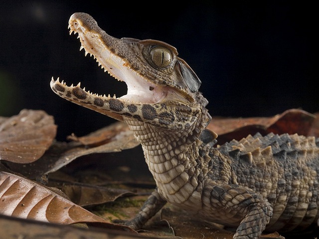 Содержание крокодилов и уход за ними в Хадыженске | ЗооТом портал о животных