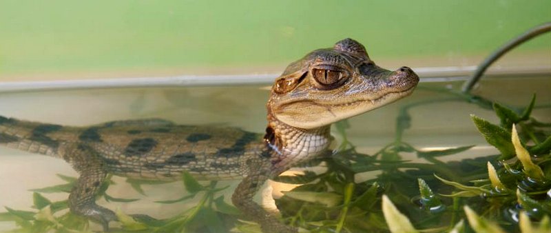 Содержание крокодилов и уход за ними в Хадыженске | ЗооТом портал о животных