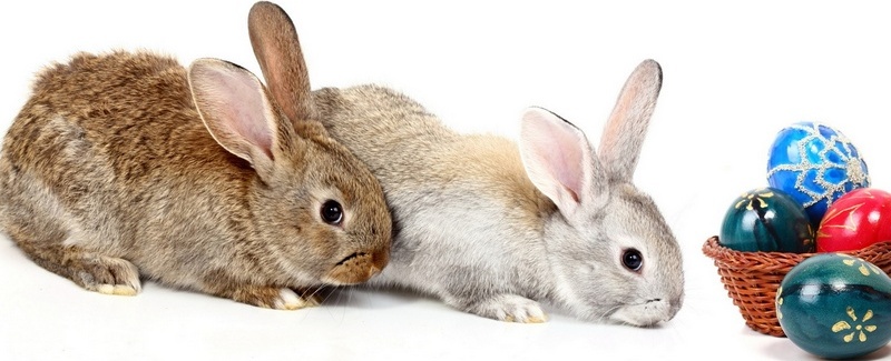Все о кроликах в Хадыженске | ЗооТом портал о животных
