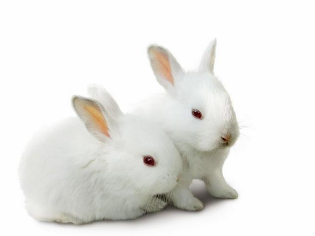 Все о кроликах в Хадыженске | ЗооТом портал о животных