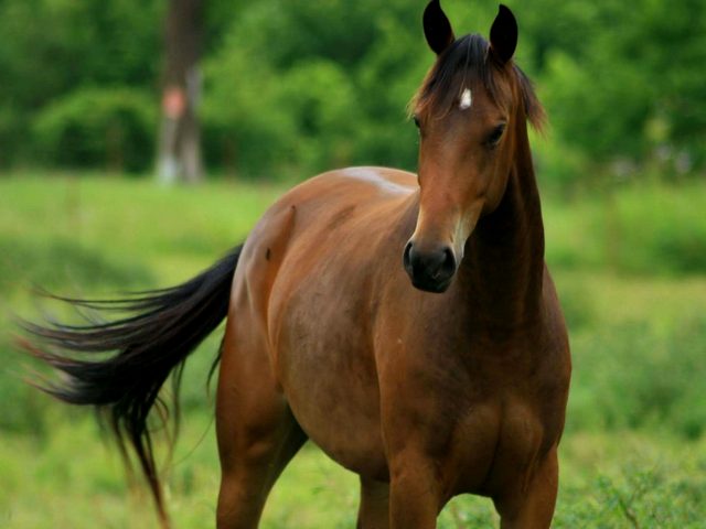 Содержание лошадей и уход за ними в Хадыженске | ЗооТом портал о животных