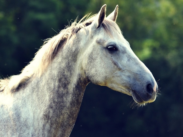 Уход за лошадьми в Хадыженске | ЗооТом портал о животных
