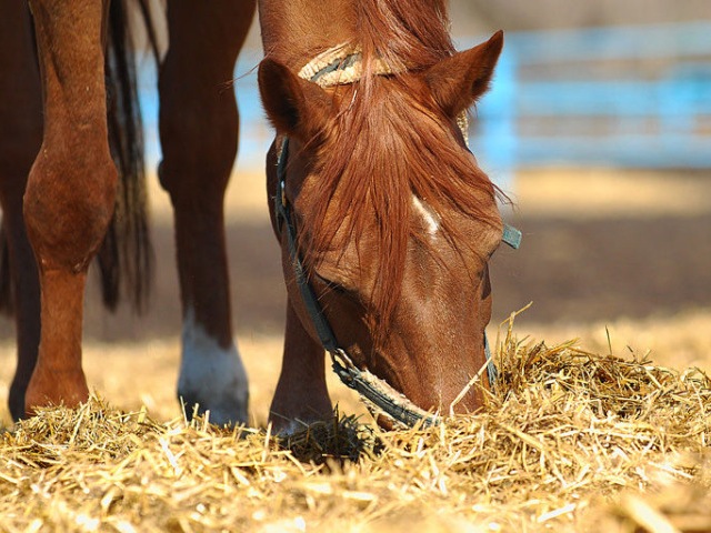 Содержание лошадей в Хадыженске | ЗооТом портал о животных