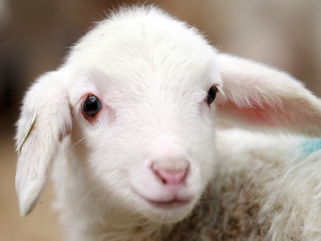 Овцы и бараны в Хадыженске | ЗооТом портал о животных