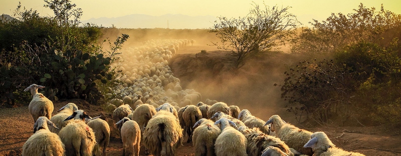 Все об овцах в Хадыженске | ЗооТом портал о животных