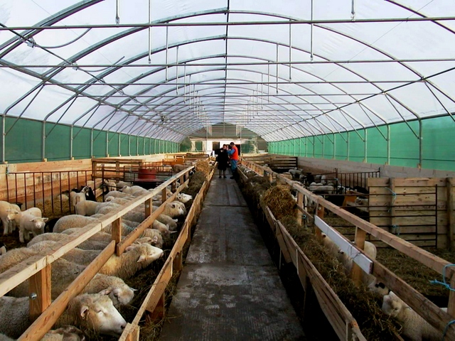 Содержание овец и уход за ними в Хадыженске | ЗооТом портал о животных