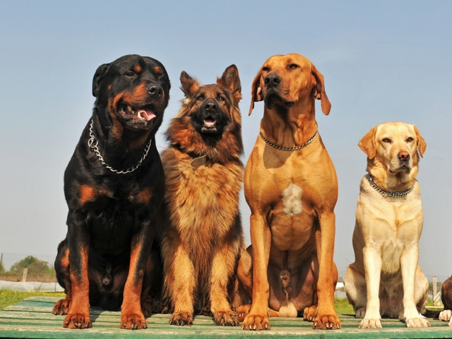 Крупные породы собак в Хадыженске | ЗооТом портал о животных