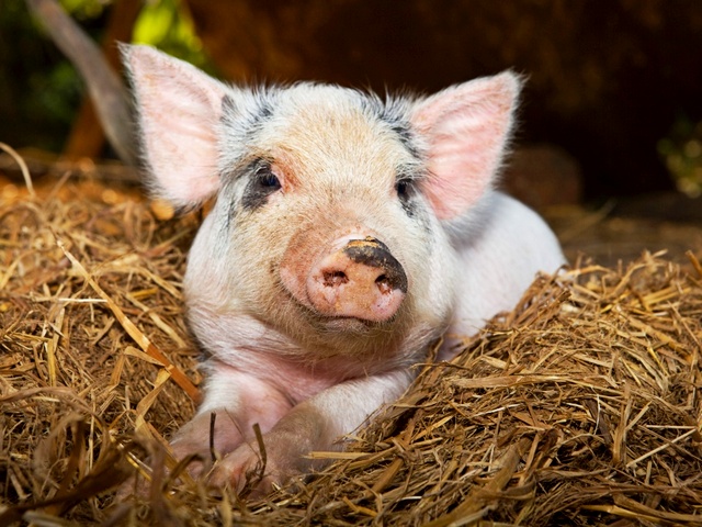 Все о свиньях в Хадыженске | ЗооТом портал о животных